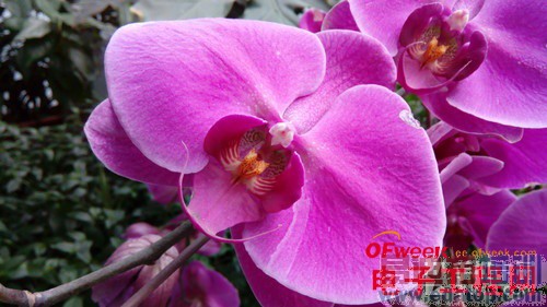 778ԪTCLôô����ϸ���⣨��ͼ��