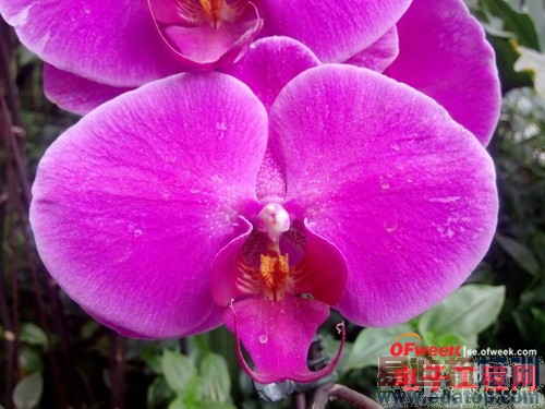 ����Note/��Ϊ��ҫ3X�������У�799Ԫ����S8��������