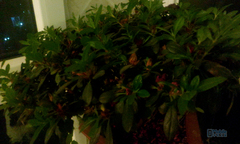 �Ա����⣺ǧԪ��������2Զʤ����Grand����ͼ�ģ�