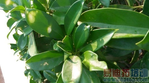 ���˺�ţV5�ֻ��ഺ�����⣨��ͼ��