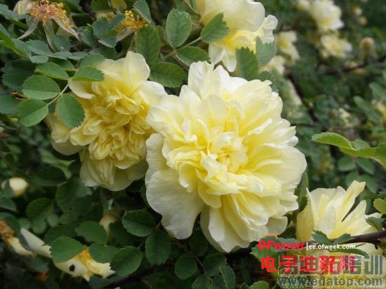 �ԱȲ�����TCLôô��PK����Note ˭���Լ۱�֮����