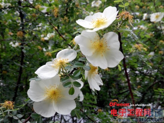 �ԱȲ�����TCLôô��PK����Note ˭���Լ۱�֮����