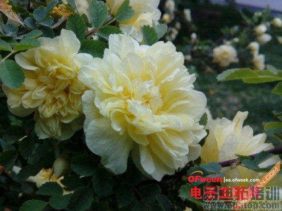 �ԱȲ�����TCLôô��PK����Note ˭���Լ۱�֮����