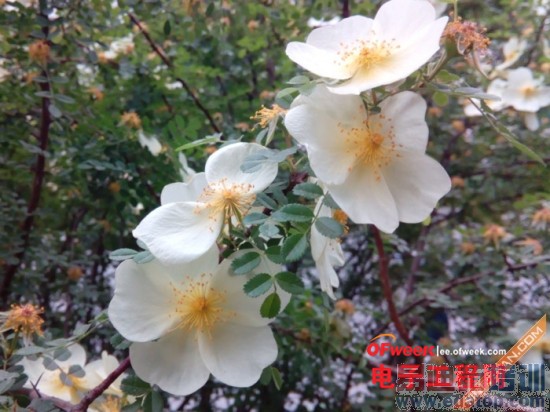 �ԱȲ�����TCLôô��PK����Note ˭���Լ۱�֮����