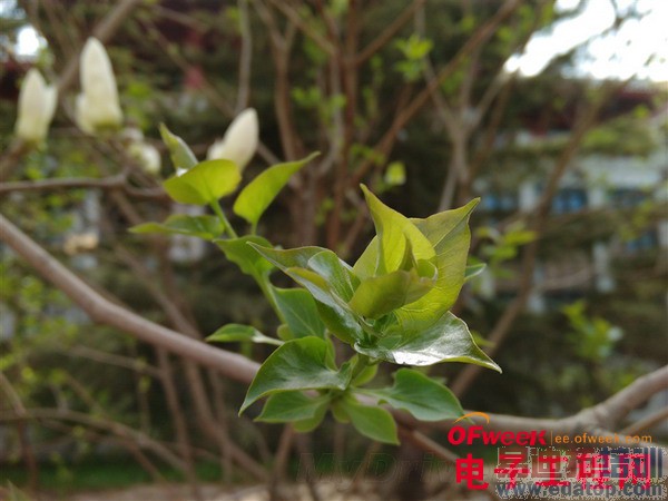 1799ԪIUNI U2�ֻ����⣨��ͼ��