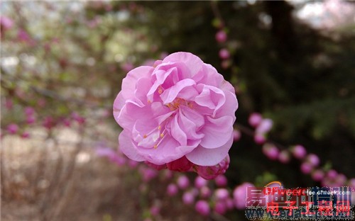 �ԱȲ�����IUNI U2 VSС��3 ��ǿ