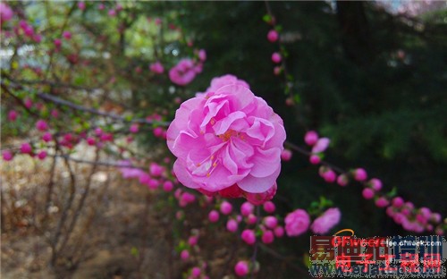 �ԱȲ�����IUNI U2 VSС��3 ��ǿ