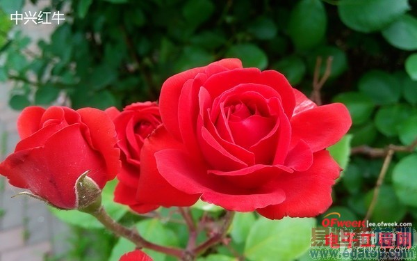 ��Ϊ��ҫ3C/���˺�ţ�Ա����⣺˭�����С�ף�