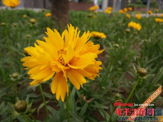 һ�������㣺һ���ֻ�/С��ƽ��/С�׵���2����ƪ��