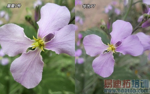 ����1��/��ΪP7�Ա����� �ѻ���С��3S��ͼ��