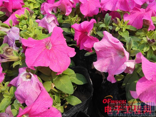 100+�������ֻ���ϸ���⣨��ͼ��