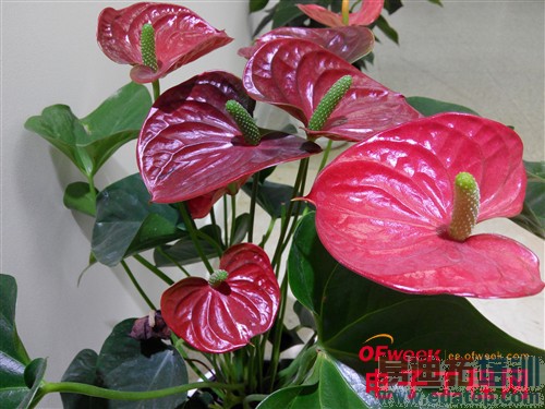 100+�������ֻ���ϸ���⣨��ͼ��