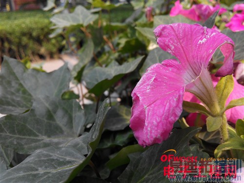 100+�������ֻ���ϸ���⣨��ͼ��