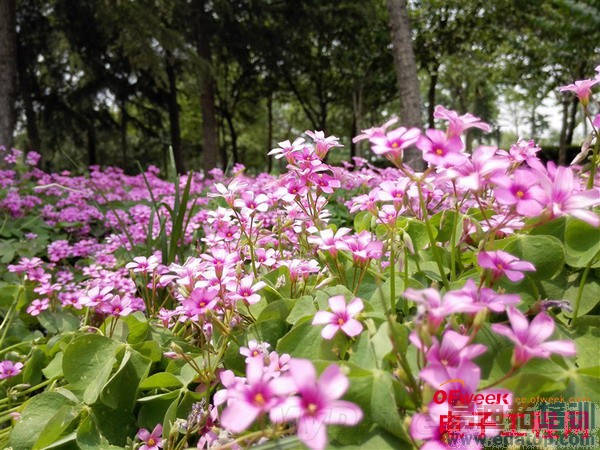 ��ΪP7��P6��ϸ�Ա����⣨��ͼ��