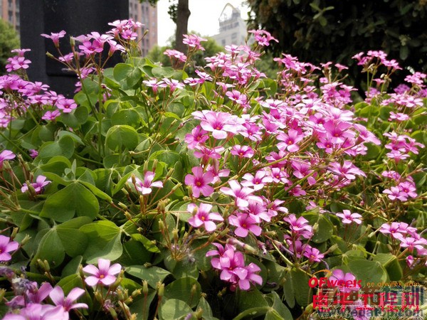 ��ΪP7��P6��ϸ�Ա����⣨��ͼ��