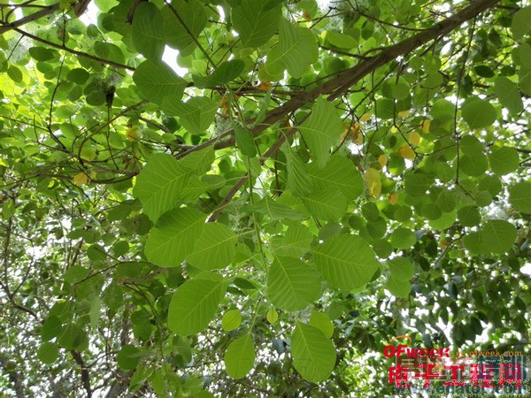 ��ΪP7��P6��ϸ�Ա����⣨��ͼ��