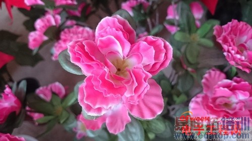 ��Ϊ��ҫX1/����Z2�Ա����⣺