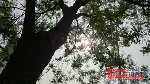 ��Ϊ��ҫX1/����Z2�Ա����⣺