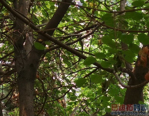 5.2���콢vivo Xshotȫ�����⣨��ͼ��