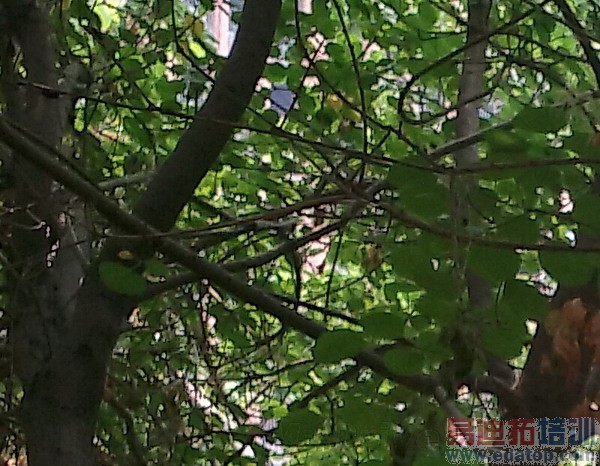 5.2���콢vivo Xshotȫ�����⣨��ͼ��