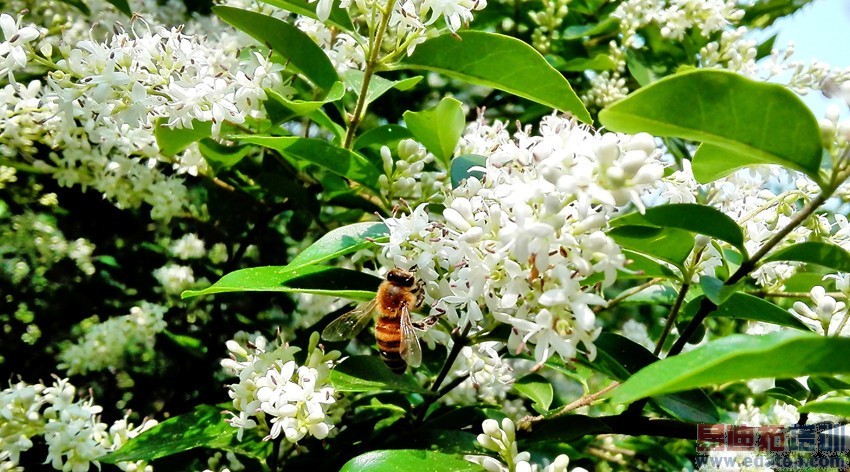 �����������׵�ǧԪ�� ��Ϊ��ҫ3C 4G������