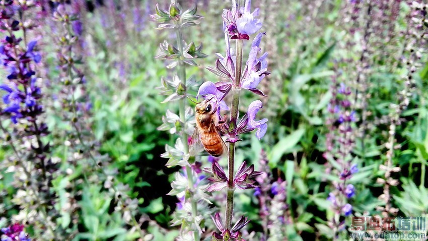 �����������׵�ǧԪ�� ��Ϊ��ҫ3C 4G������