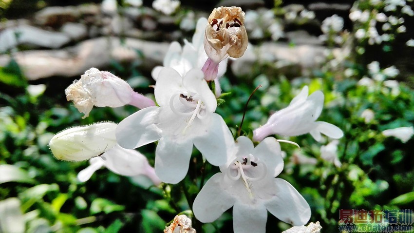 �����������׵�ǧԪ�� ��Ϊ��ҫ3C 4G������