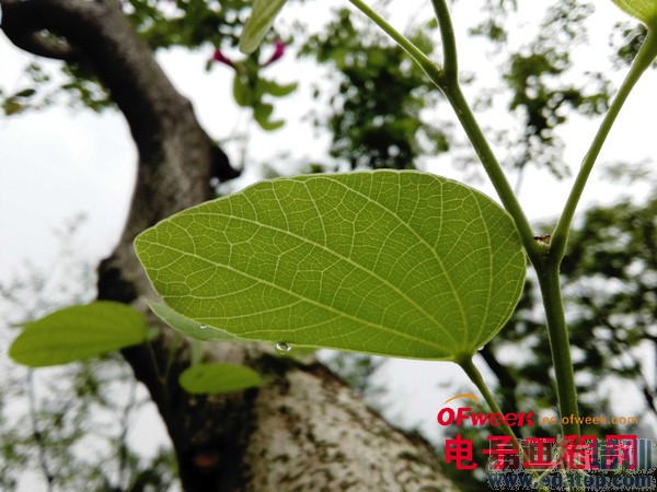 �Ա�����:��ҫ3C 4G��PK��ţV5����ͼ��