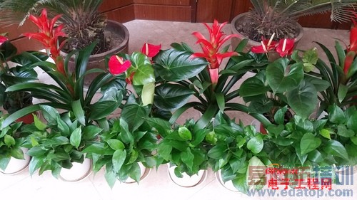 �����ֻ�T1/����S5�Ա����⣺���޵Ĵ����ܷ��ö�