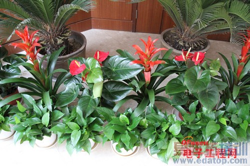 �����ֻ�T1/����S5�Ա����⣺���޵Ĵ����ܷ��ö�