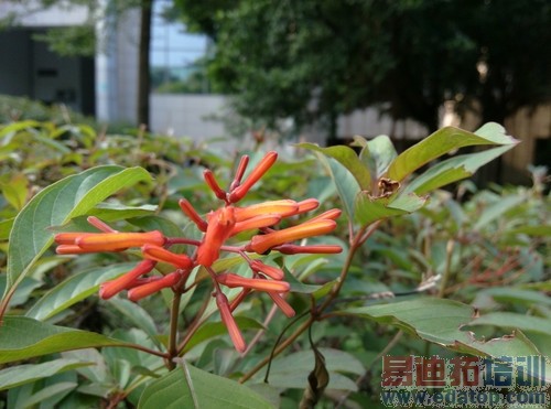 �����ֻ�T1/С��3����Աȣ�ǧԪ����������Ķ���