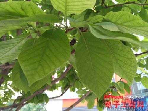 �����ֻ�T1���⣺���޵�