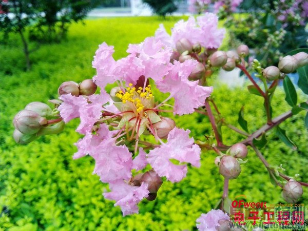 С��ƽ��ͻ�ΪM1��ϸ�Ա����⣨��ͼ��