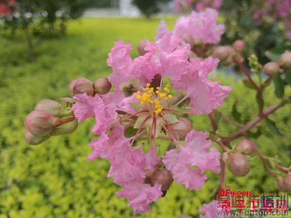 С��ƽ��ͻ�ΪM1��ϸ�Ա����⣨��ͼ��