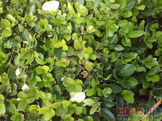 ����4GǧԪ���г����й��ƶ�M811����