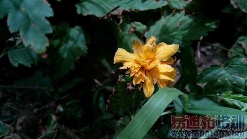 1799中兴天机白色版详细评测(多图)