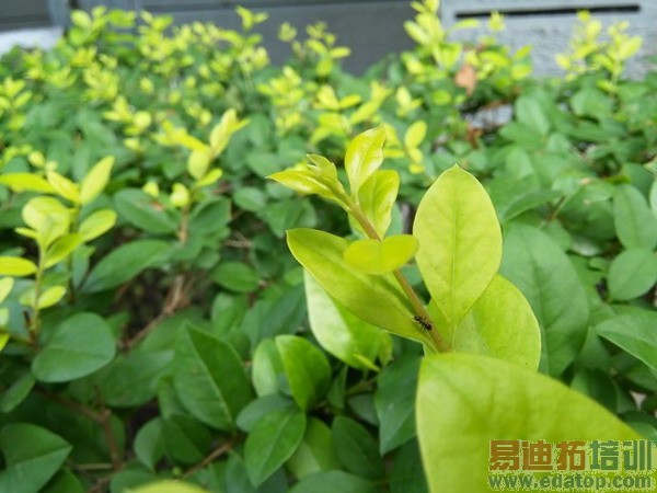 ��Ϊ��ҫ3C���Ű�����