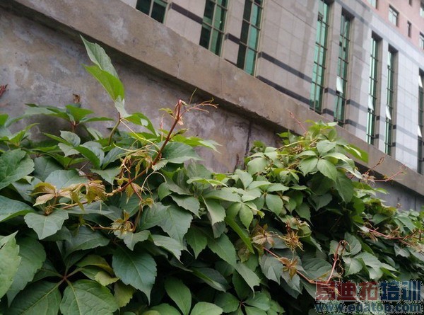 ���������� nubia Z7 Max����