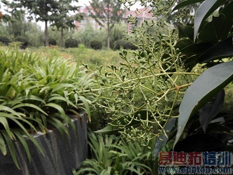 ��ҫ6����ҫ3x pro�Ա����⣺����˭���ʺ���