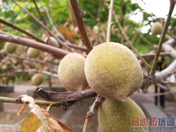 ��Ϊ��ҫ3C���Ű�����