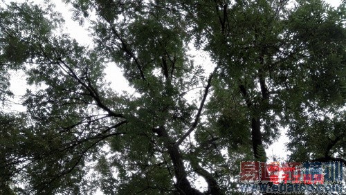 С��4/��ҫ6/һ�ӶԱ����⣺1999��ǿ������֮��