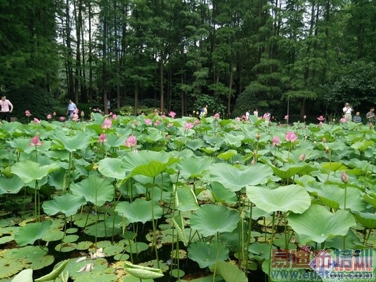 1999��������˭��һ��/��ҫȫ��Ա����⣨ͼ�⣩