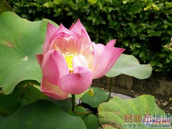 1999��������˭��һ��/��ҫȫ��Ա����⣨ͼ�⣩