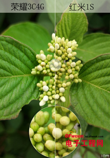 将就还是不将就 红米1S荣耀3C 4G版对比体验