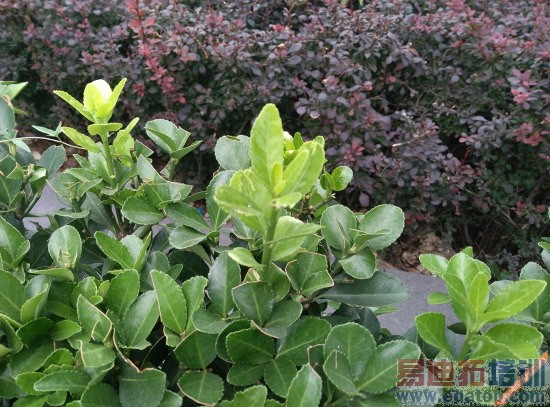 ˫��4Gȫ��ͨnubia Z7mini���� ������¶����С��