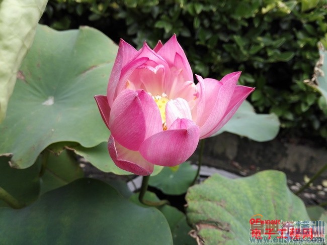 �Ա����⣺��Ϊ��ҫ6 vs������� ˭��С��4��󾢵У�����С��4�ع⣩