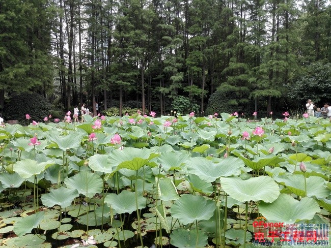 �Ա����⣺��Ϊ��ҫ6 vs������� ˭��С��4��󾢵У�����С��4�ع⣩