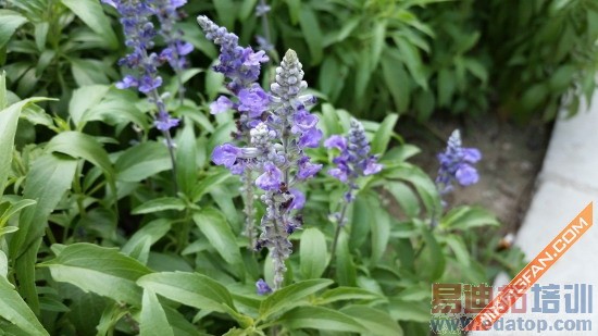 ��С��5���� ����GALAXY S5��ȫ����