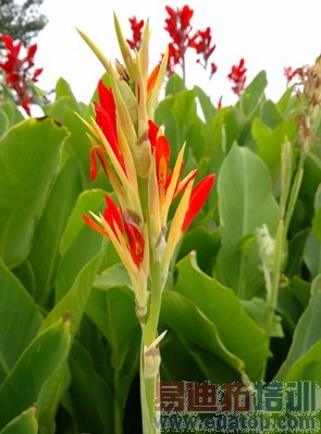 С��4�Ա�һ���ֻ����⣨��ͼ��