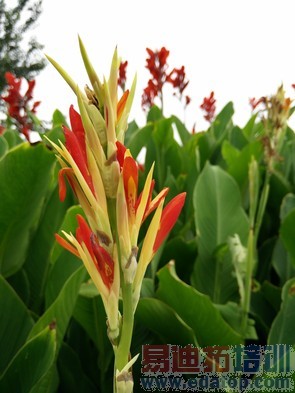 С��4�Ա�һ���ֻ����⣨��ͼ��